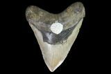 Fossil Megalodon Tooth - + Foot Prehistoric Shark #98999-1